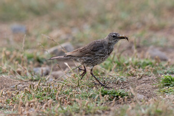European Rock Pipit Anthus petrosus sitting and feeding on Brittany Coast