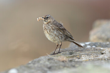 European Rock Pipit Anthus petrosus sitting and feeding on Brittany Coast