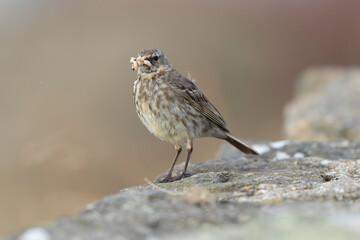 European Rock Pipit Anthus petrosus sitting and feeding on Brittany Coast