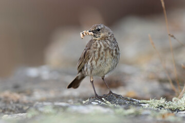 European Rock Pipit Anthus petrosus sitting and feeding on Brittany Coast