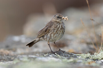 Fototapeta premium European Rock Pipit Anthus petrosus sitting and feeding on Brittany Coast