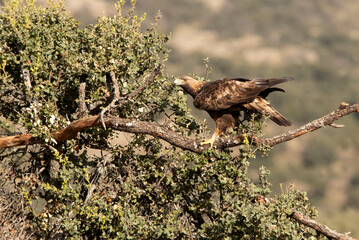 Adult male Golden eagle in his favorite watchtower on an oak branch with the first light of day