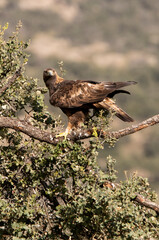 Adult male Golden eagle in his favorite watchtower on an oak branch with the first light of day