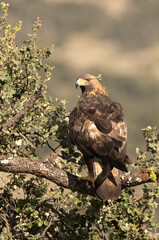 Adult male Golden eagle in his favorite watchtower on an oak branch with the first light of day