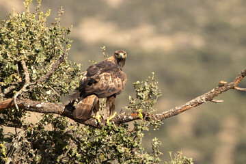 Adult male Golden eagle in his favorite watchtower on an oak branch with the first light of day