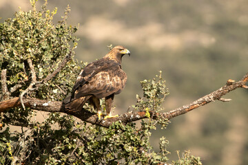 Adult male Golden eagle in his favorite watchtower on an oak branch with the first light of day
