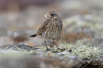 European Rock Pipit Anthus petrosus sitting and feeding on Brittany Coast