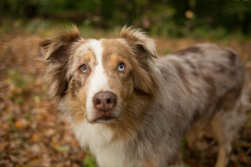Australian shepherd in atumen