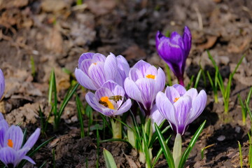 crocus, spring, flower, purple, nature, plant, garden, flowers, 