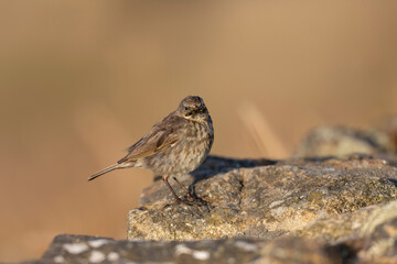 European Rock Pipit Anthus petrosus sitting and feeding on Brittany Coast