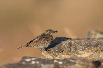 European Rock Pipit Anthus petrosus sitting and feeding on Brittany Coast