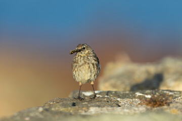 European Rock Pipit Anthus petrosus sitting and feeding on Brittany Coast