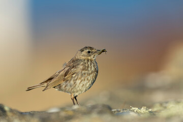 European Rock Pipit Anthus petrosus sitting and feeding on Brittany Coast