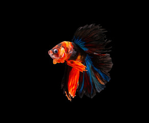 Fototapeta premium Siamese fighting fish (Halfmoon betta )isolated on black background. with clipping path. 