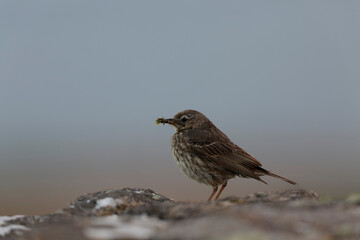 European Rock Pipit Anthus petrosus sitting and feeding on Brittany Coast