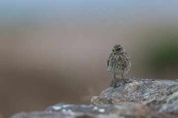 European Rock Pipit Anthus petrosus sitting and feeding on Brittany Coast