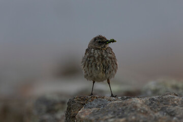 European Rock Pipit Anthus petrosus sitting and feeding on Brittany Coast