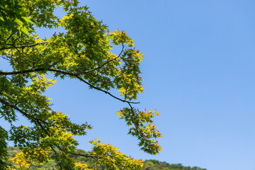 Fresh verdure and blue sky ,Takamatsu, Shikoku, Japan	