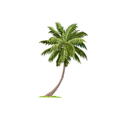 palm tree vector illustration isolated on white © Kareemov