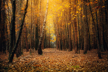 Herbst Wald Natur im Laubwald