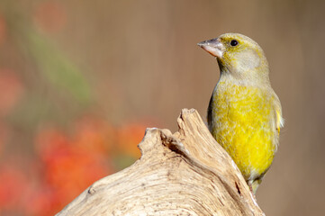 Greenfinch on a branch in winters in full sun.