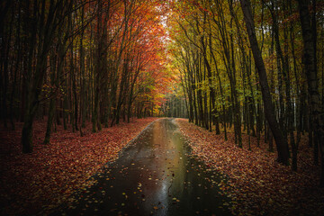 Herbst Wald Natur im Laubwald