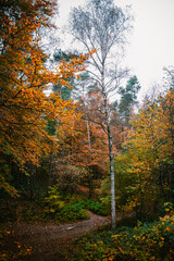 Kahler Baum Hamburger Berge im Herbst