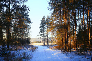 sunny view in winter forest, sun landscape nature