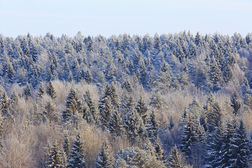 coniferous forest covered with hoarfrost background, winter landscape snow trees
