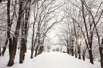 Naklejka premium landscape winter forest, seasonal beautiful view in snowy forest december nature