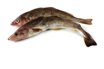 Saffron cod