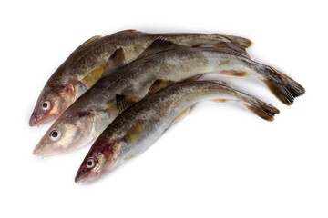 Saffron cod