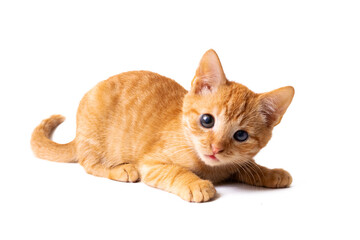 Small ginger kitten isolated on white background