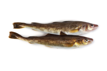 Saffron cod