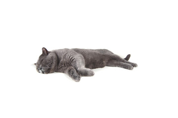 Funny sleeping British cat