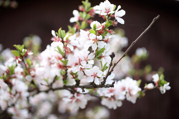 Cherry blossom (Far eastern, Nanking cherry)