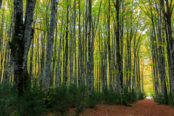 Path through tall beech forest forming a tunnel in Autumn