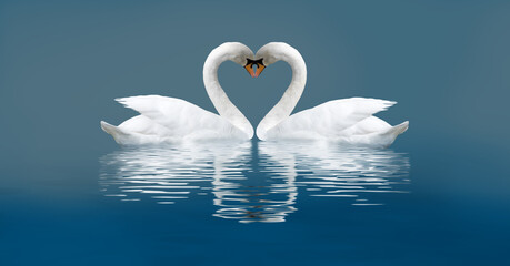 two swans on a blue background
