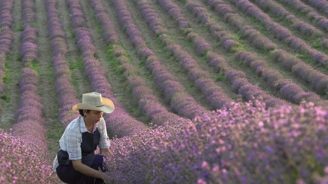 Lavender Fields Herb Farm. A woman farmer in a field checks the bushes of flowering lavender