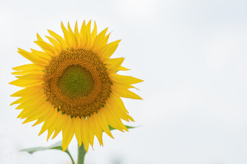 Obraz premium Close-up of a yellow sunflower on a white background copy space