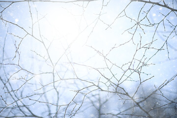 snowflakes branches winter abstract background, holiday new year, cold weather snow