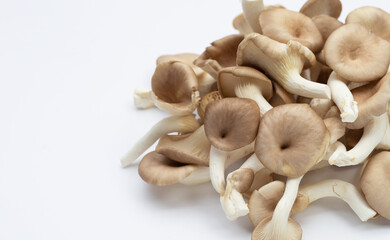 Fresh oyster mushroom on white background.