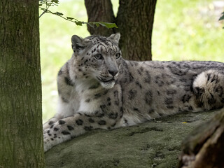 Naklejka premium Portrait of a female Snow Leopard, Panthera uncia,