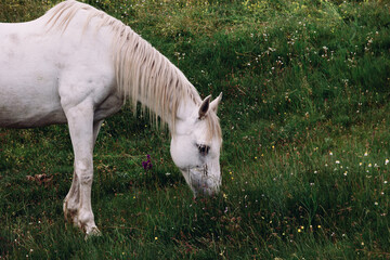 A white horse grazes on a green meadow.