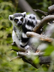 The ring-tailed lemur, Lemur catta, sits in the branches and observes the surroundings