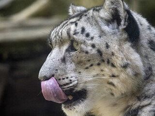 Portrait of a female Snow Leopard, Panthera uncia,