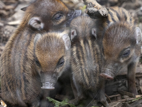 Newborn pups of Visayan warty pig, Sus cebifrons negrinus