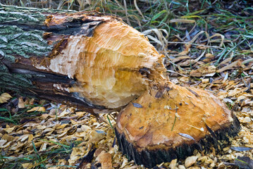 A tree felled by the beaver in Germany near the Elbe river © kwarner
