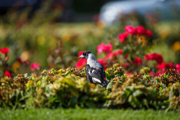 Australian black and white magpie in a field of colourful roses in Adelaide, South Australia