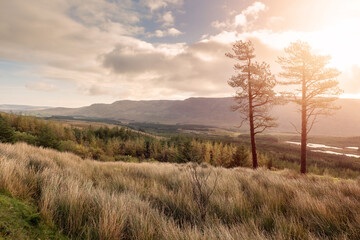 Irish nature landscape in Connemara. Field with tall grass and two trees, mountains in the background. Sun flare. Cloudy sky. Warm sunny day. Nobody. Pure nature.